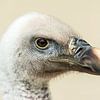 Vulture close-up by Rob Smit