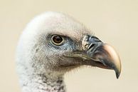 Vulture close-up by Rob Smit thumbnail