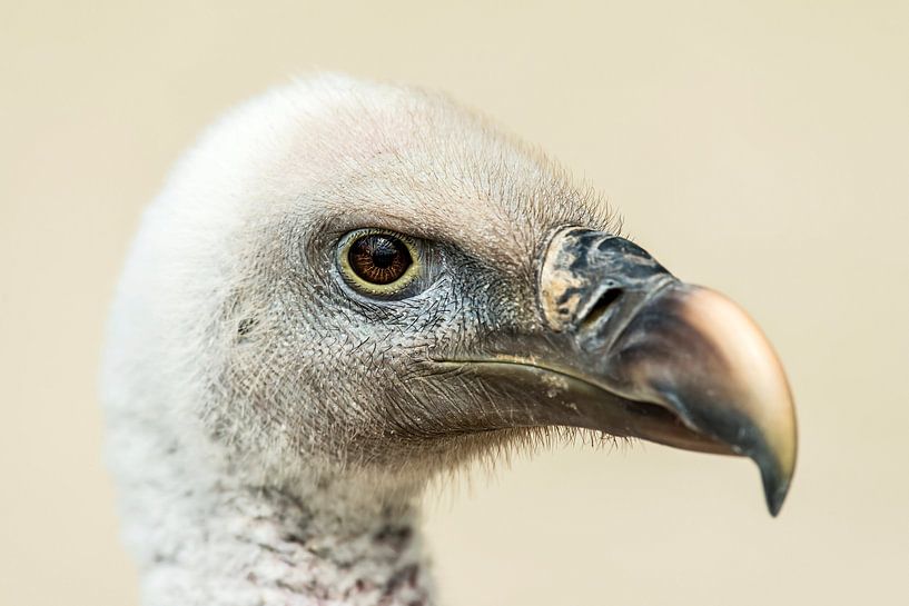 Vulture close-up by Rob Smit