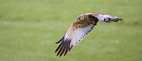 Marsh harrier by Anton Kloof thumbnail