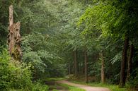 Old tree along the bicycle path through the forest | Utrechtse Heuvelrug by Sjaak den Breeje thumbnail