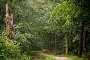 Vieil arbre le long de la piste cyclable à travers la forêt | Utrechtse Heuvelrug