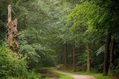 Oude boom langs het fietspad door het bos | Utrechtse Heuvelrug