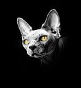 Portrait if a sphynx cat with yellow eyes by Ribbi thumbnail