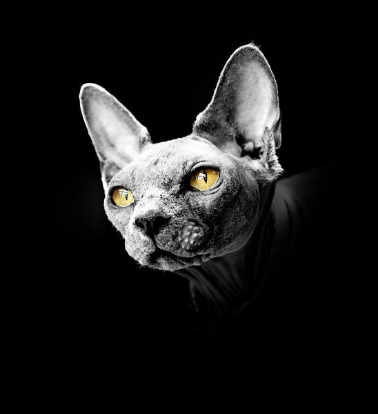 Portrait if a sphynx cat with yellow eyes by Ribbi