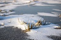 Small detail in a snowy landscape at sunrise