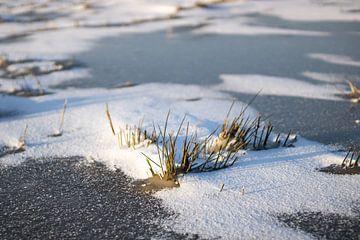 Klein detail in een sneeuwlandschap bij zonsopgang van Daphne Dorrestijn