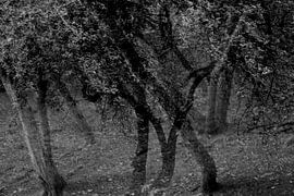 ZAUBERWALD 3 von Miroslav Ptacek