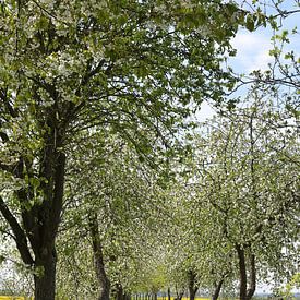 Radweg, gesäumt von blühenden Apfelbäumen von Karina Baumgart