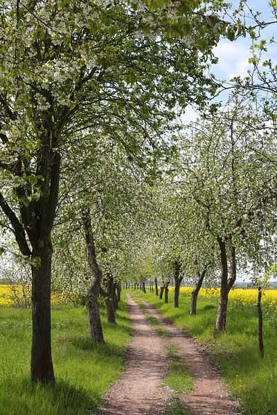 Fietspad met bloeiende appelbomen van Karina Gebert
