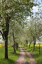 Fietspad met bloeiende appelbomen van Karina Gebert thumbnail