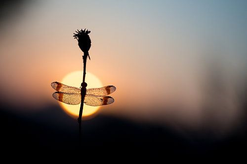 Bandheidelibel en de opkomende zon