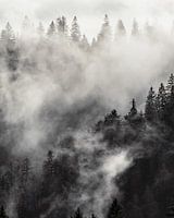Mist hangt over het bos