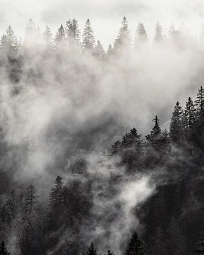 Mist hangt over het bos van Julien Beyrath