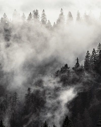 Fog hanging over the forest