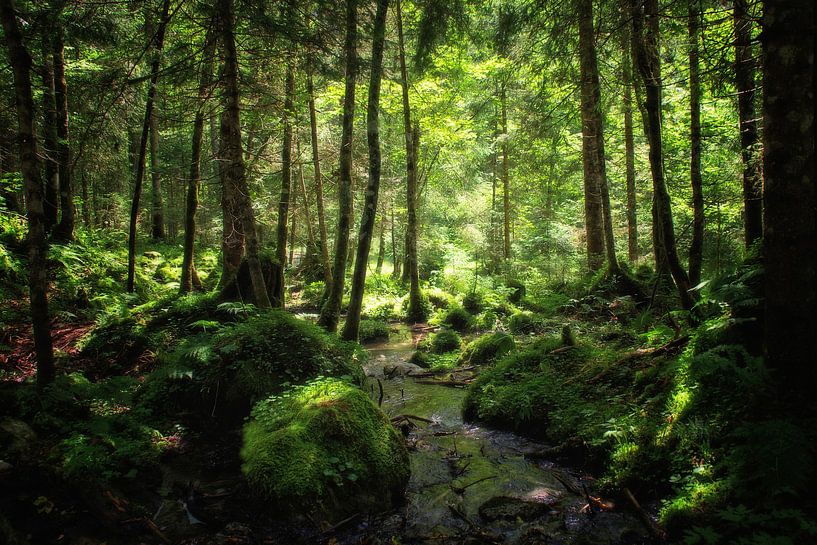 MAGIC FOREST by Mieke van der Beek