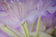 Lila bloemen in soft focus van Margreet van Tricht thumbnail