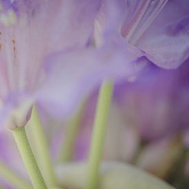 Lila bloemen in soft focus van Margreet van Tricht