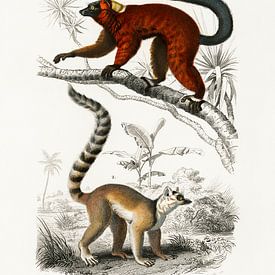 Lemur van Heinz Bucher