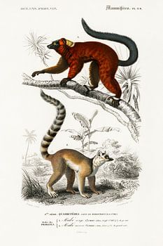 Lemur