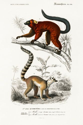 Lemur