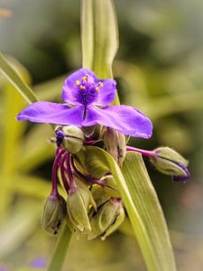 Eintägige Blume