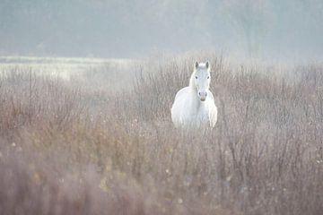 Paard in de mist van Laura van Slochteren