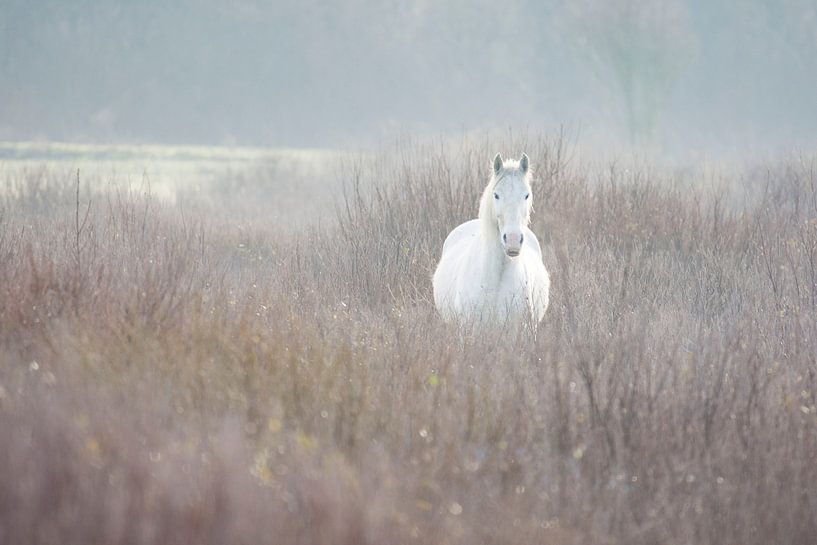 Horse in the fog by Laura van Slochteren