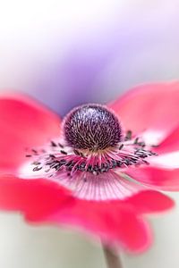 Hier bin ich also.... (Blume, Anemone) von Bob Daalder