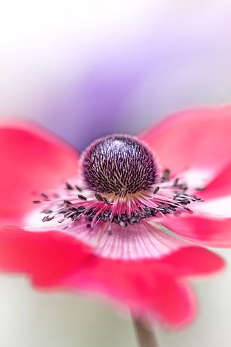 So here I am.... (bloem, anemoon)