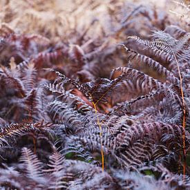 Autumn ferns by Willie Jan Bons