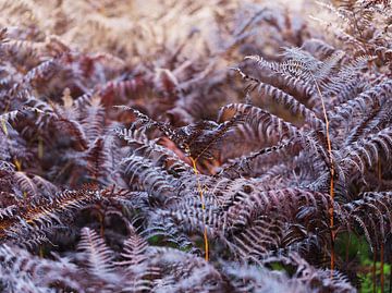 Autumn ferns by Willie Jan Bons