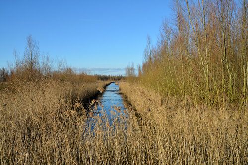 Fossé entre les roseaux dans le Biesbosch