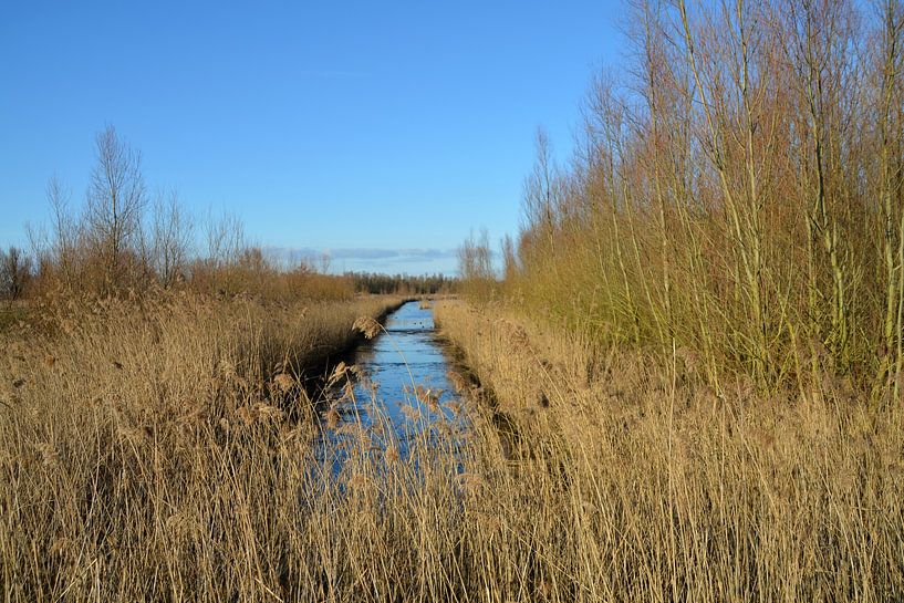 Ditch between the reeds in the Biesbosch by FotoGraaGHanneke