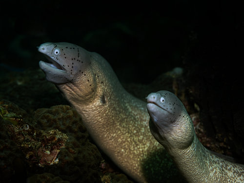 Gymnothorax thyrsoideus