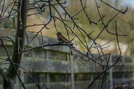 Sperling im Hinterhof