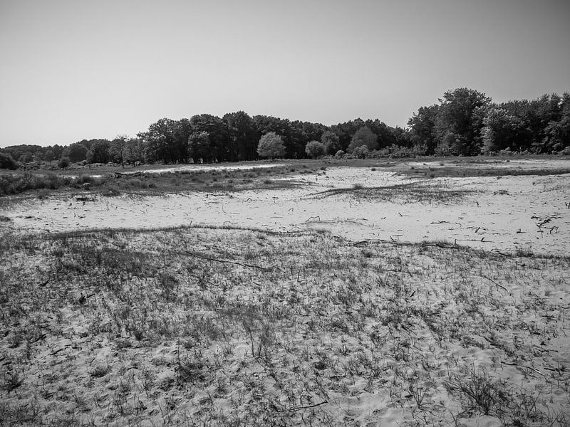 Zandvlakte bij het bos van Martijn Tilroe