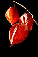 Plante lanterne, lanterne chinoise