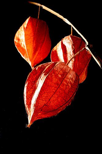 Lampionblume, Chinesische Laterne