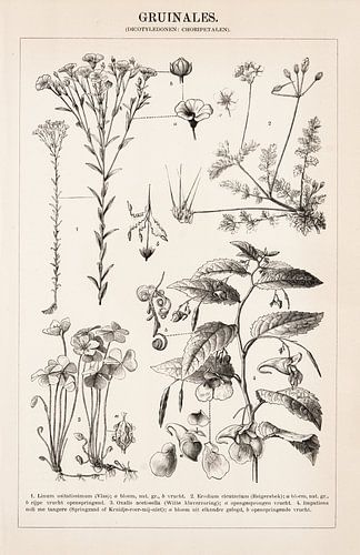 Antieke gravure Gruinales