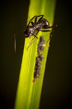 Ant tending aphids on grass blade by Luis Boullosa