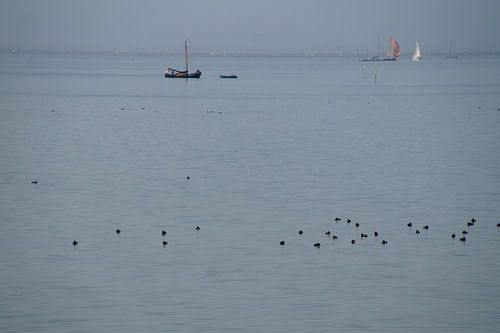 IJsselmeer blauw verfijnd ingekleurd met bootjes en vogelstippen