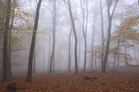 Nebel Wald
