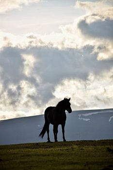 Silhouette eines Islandpferdes im Sommer