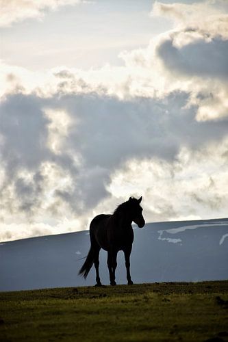 Silhouette van een IJslands paard in de zomer