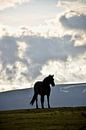 Silhouette van een IJslands paard in de zomer van Elisa in Iceland thumbnail