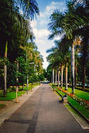 Tenerife palm trees by Lukas Fiebiger