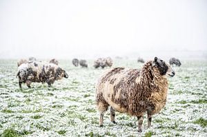 Sheep in a snow covered meadow in a winter landscape