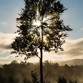 Nebliger Sonnenaufgang mit Sonnenstrahlen durch einen Baum von Patrick Verhoef