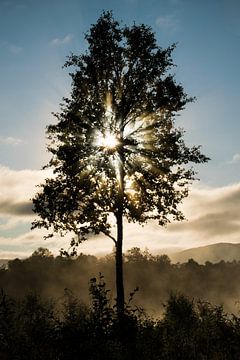 Nebliger Sonnenaufgang mit Sonnenstrahlen durch einen Baum